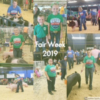 Fair Week: Swine Show